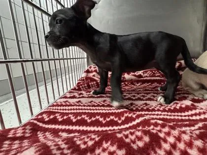 A baby small-sized female French Bulldog dog named 61804159 for adoption in El Paso, TX