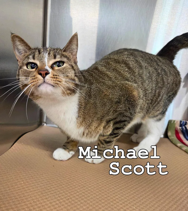 A young medium-sized male Tabby (Brown / Chocolate) Domestic Short Hair cat named Michael Scott for adoption in Nevada, IA