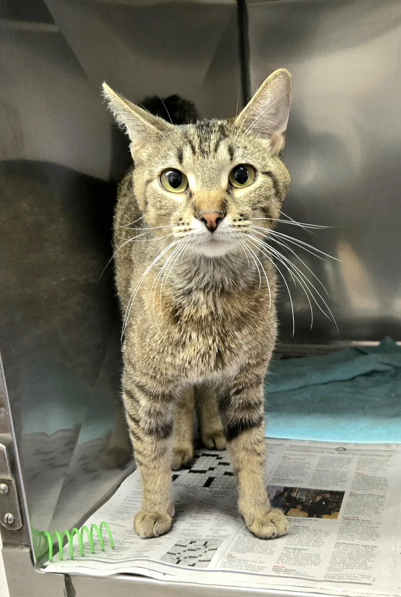A young small-sized female Domestic Short Hair cat named Dixie for adoption in Arlington Heights, IL