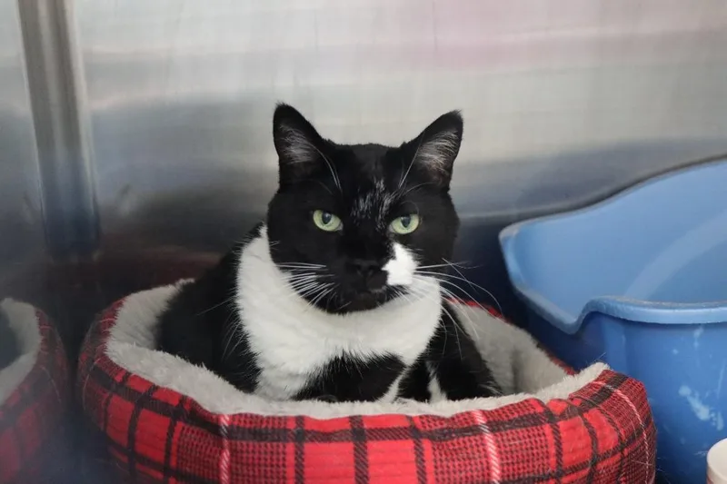 A senior medium-sized female Black & White / Tuxedo Domestic Short Hair cat named Myah for adoption in House Springs, MO