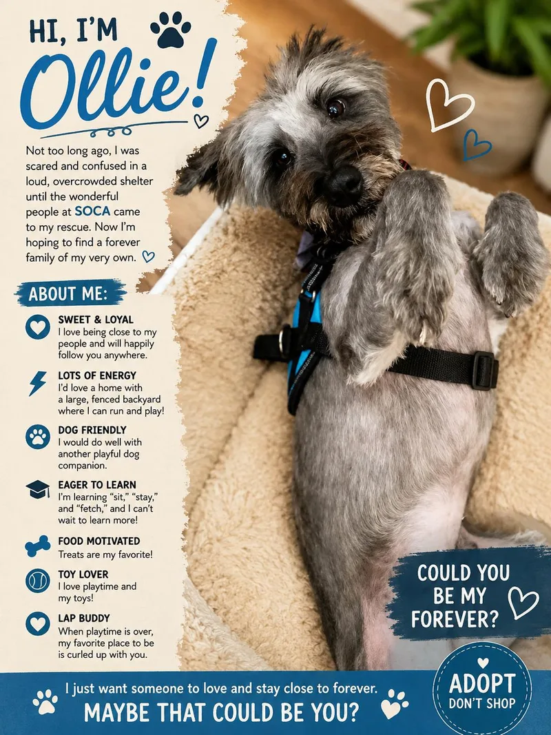 A young medium-sized male Schnauzer dog named Ollie for adoption in Rosenberg, TX