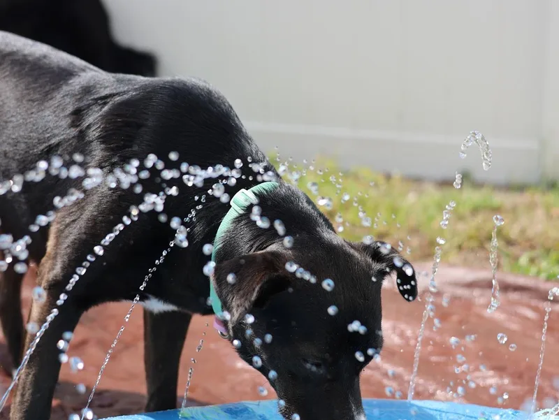 A baby medium-sized female Border Collie dog named Florence for adoption in tampa, FL
