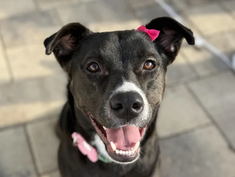 Florence thumbnail 3