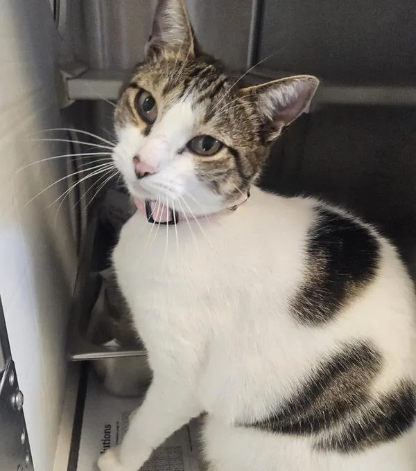 An adult medium-sized female Domestic Short Hair cat named Rose for adoption in Oakland, CA