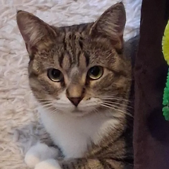An adult medium-sized female Brown / Chocolate Domestic Short Hair cat named Kentucky for adoption in Evanston, IL