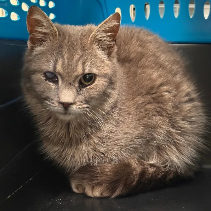 An adult medium-sized female Gray / Blue / Silver Domestic Short Hair cat named Mira for adoption in Lynchburg, VA