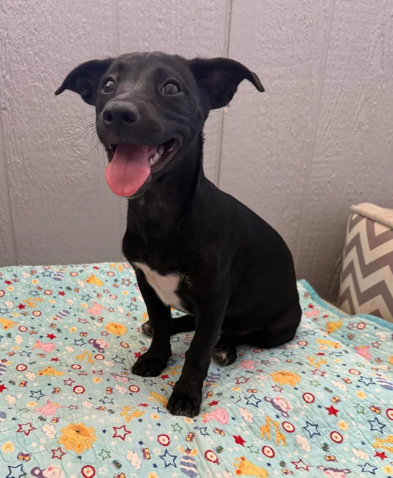 A young small-sized female Black Dachshund dog named Dolly for adoption in Temecula, CA