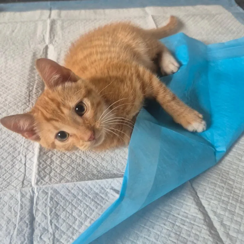 A baby small-sized male Orange / Red Domestic Short Hair cat named Curry for adoption in Aberdeen, NC