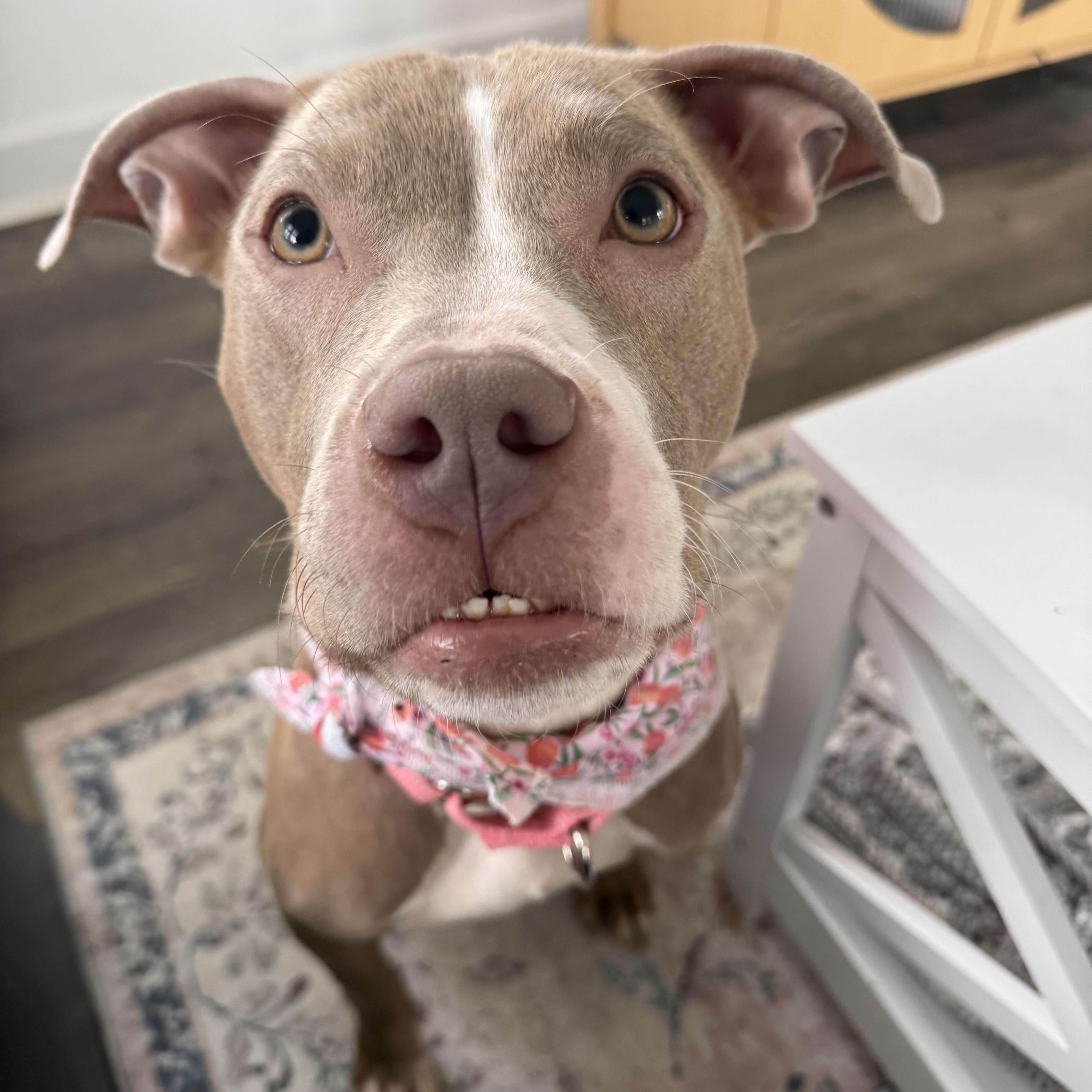 A young medium-sized female Red / Chestnut / Orange Pit Bull Terrier dog named Gretel for adoption in East Lansing, MI
