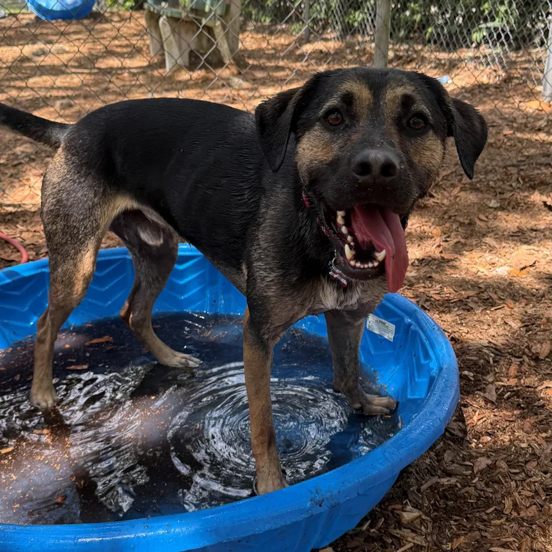 A young medium-sized male German Shepherd Dog dog named Ruger for adoption in St. Augustine, FL