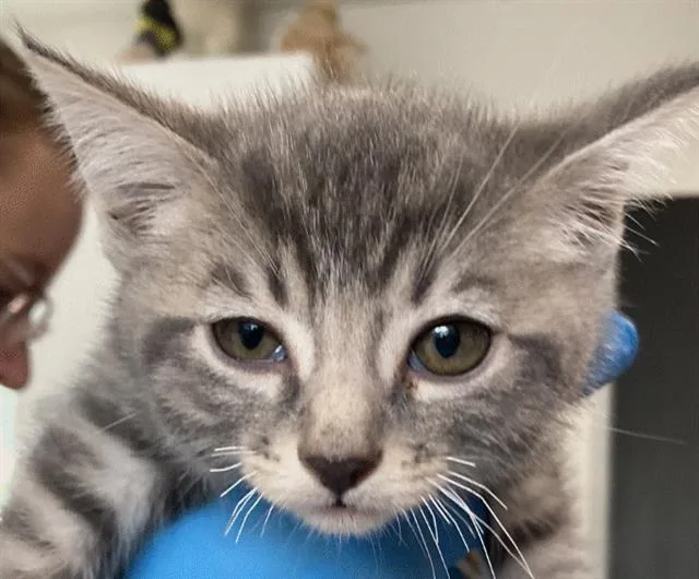 A baby small-sized male Domestic Short Hair cat named Avalon for adoption in Long Beach, CA