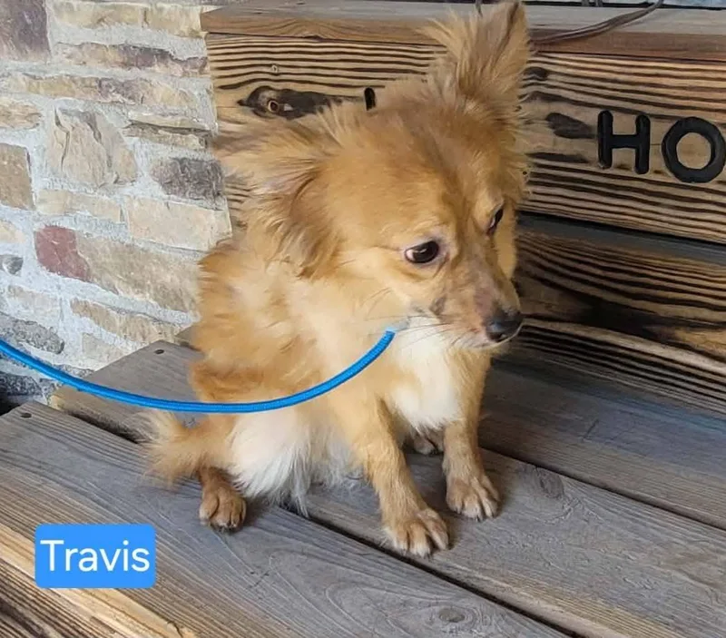 A baby small-sized male Golden Chihuahua dog named Travis for adoption in St. Clairsville, OH