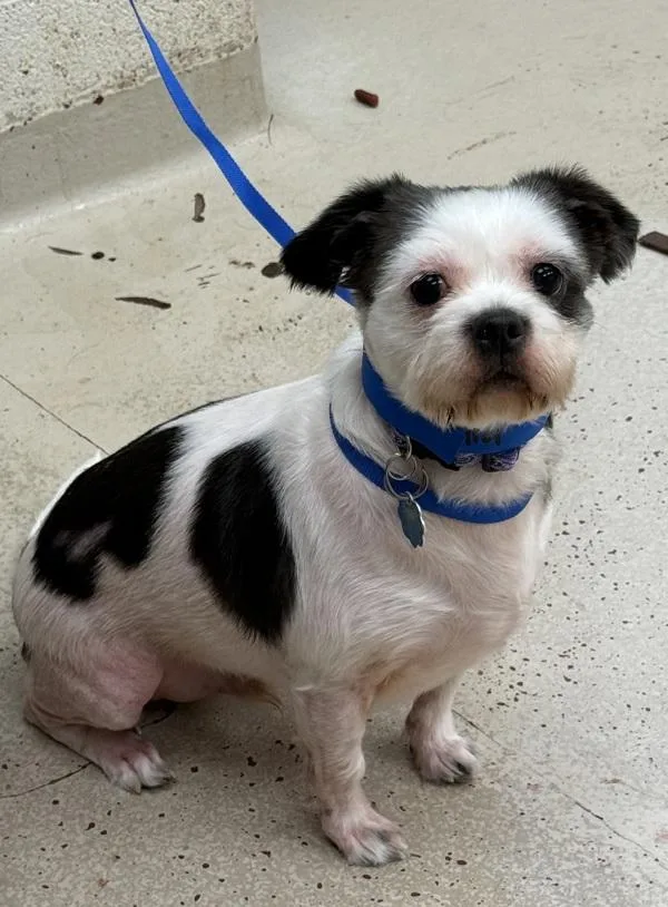 An adult medium-sized male Chihuahua dog named Teddy for adoption in Marietta, GA
