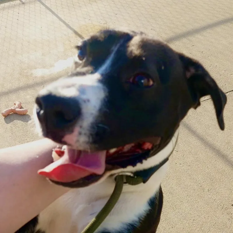 A young medium-sized male Black Mixed Breed dog named Rocket for adoption in Corydon, IN
