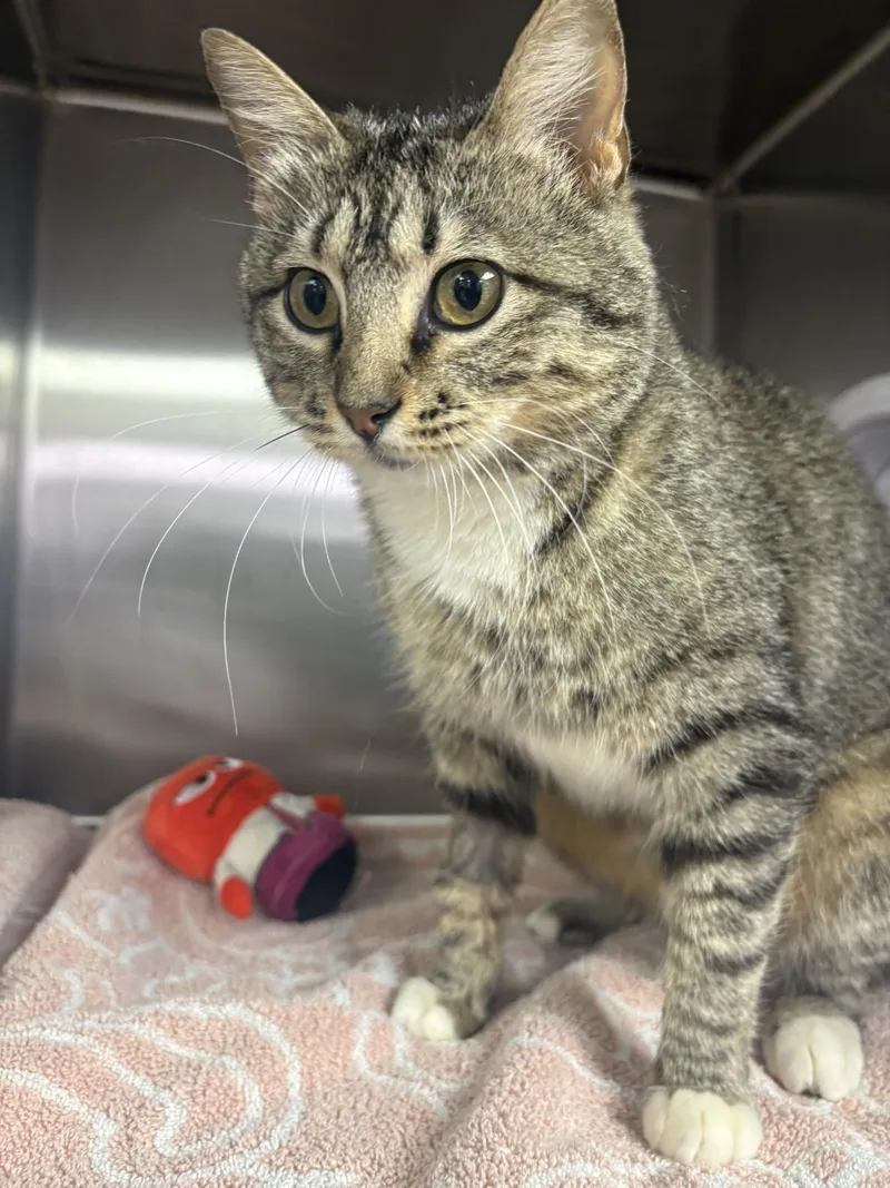 An adult medium-sized female Tabby (Brown / Chocolate) Domestic Short Hair cat named Smickle the Pickle for adoption in Blue Springs, MO