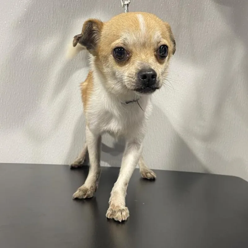 An adult small-sized male Chihuahua dog named Papi for adoption in Tampa, FL