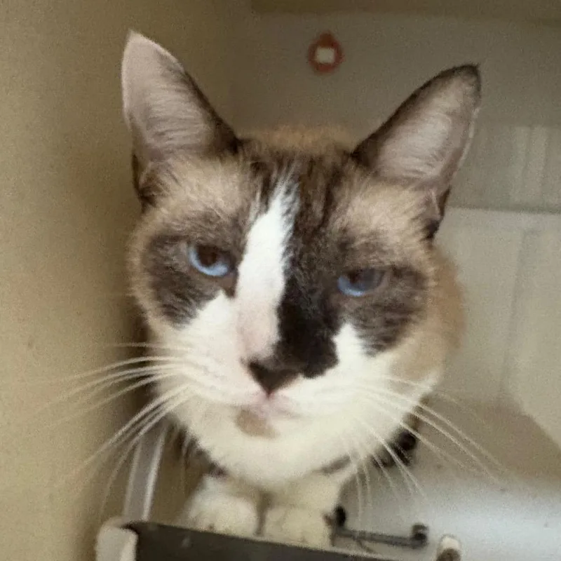 An adult extra large-sized male Seal Point Domestic Short Hair cat named Kramer for adoption in Yuma, AZ