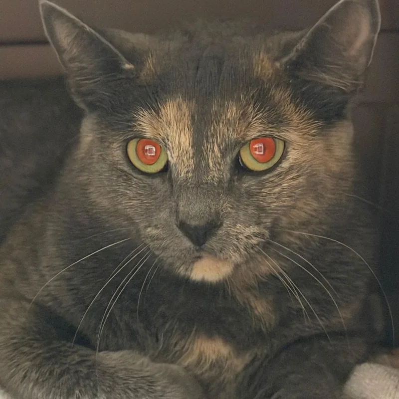 A young medium-sized female Brown / Chocolate Domestic Short Hair cat named Nala for adoption in Fairport, NY
