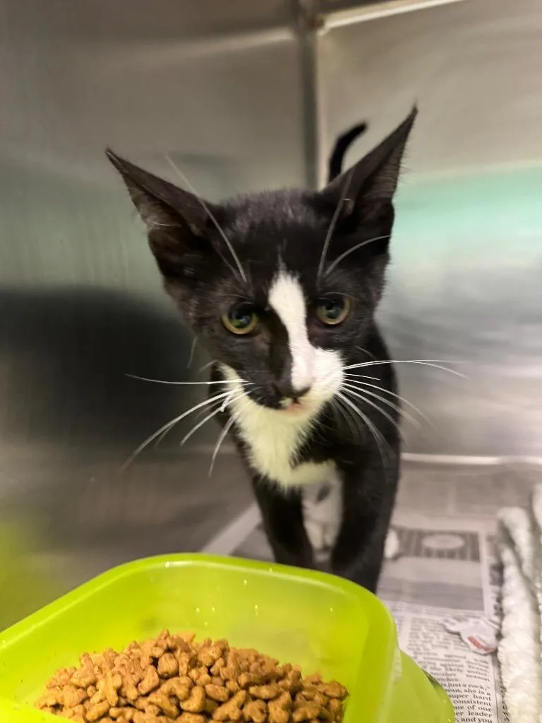 A baby medium-sized male Domestic Short Hair cat named Hermes for adoption in Belton, TX
