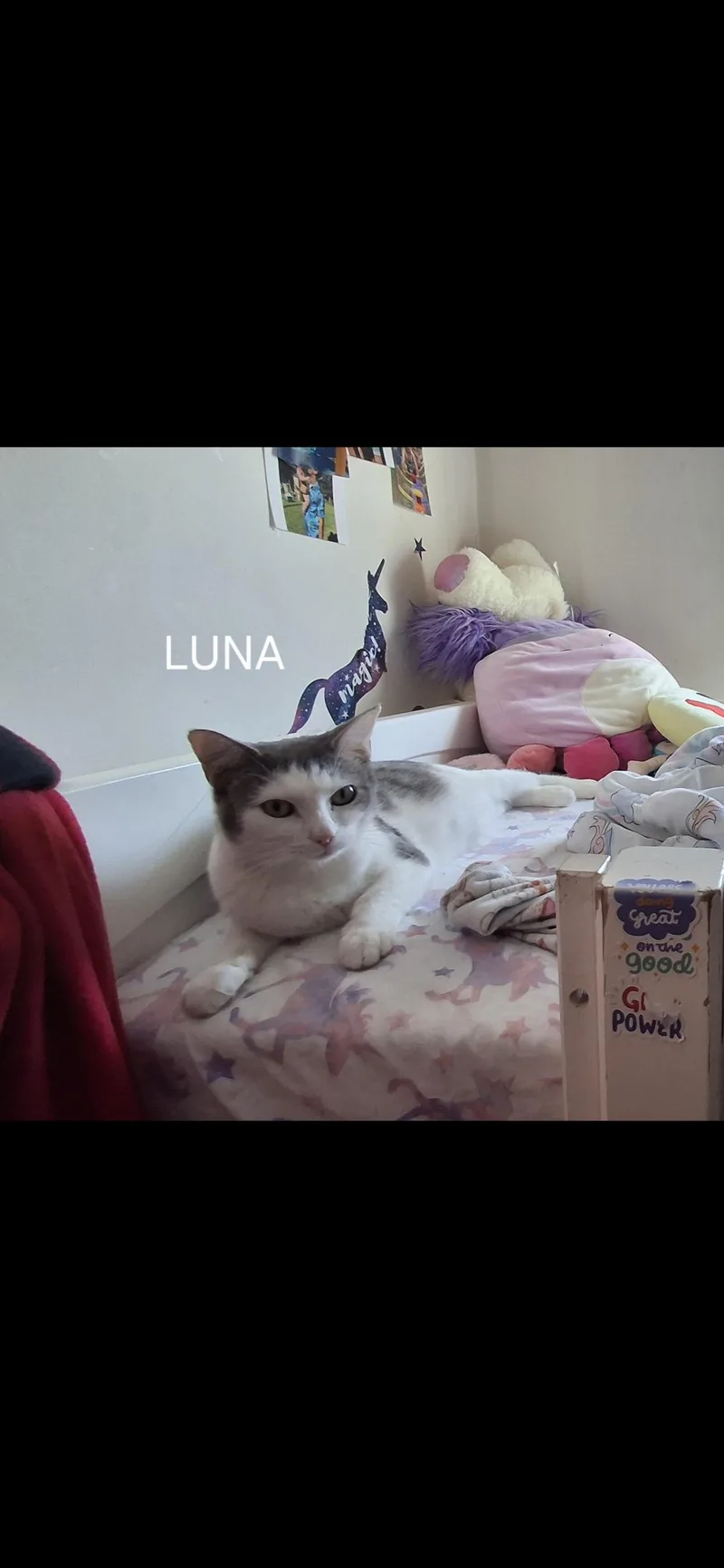 An adult medium-sized female Domestic Short Hair cat named Luna Lady for adoption in Canton, CT