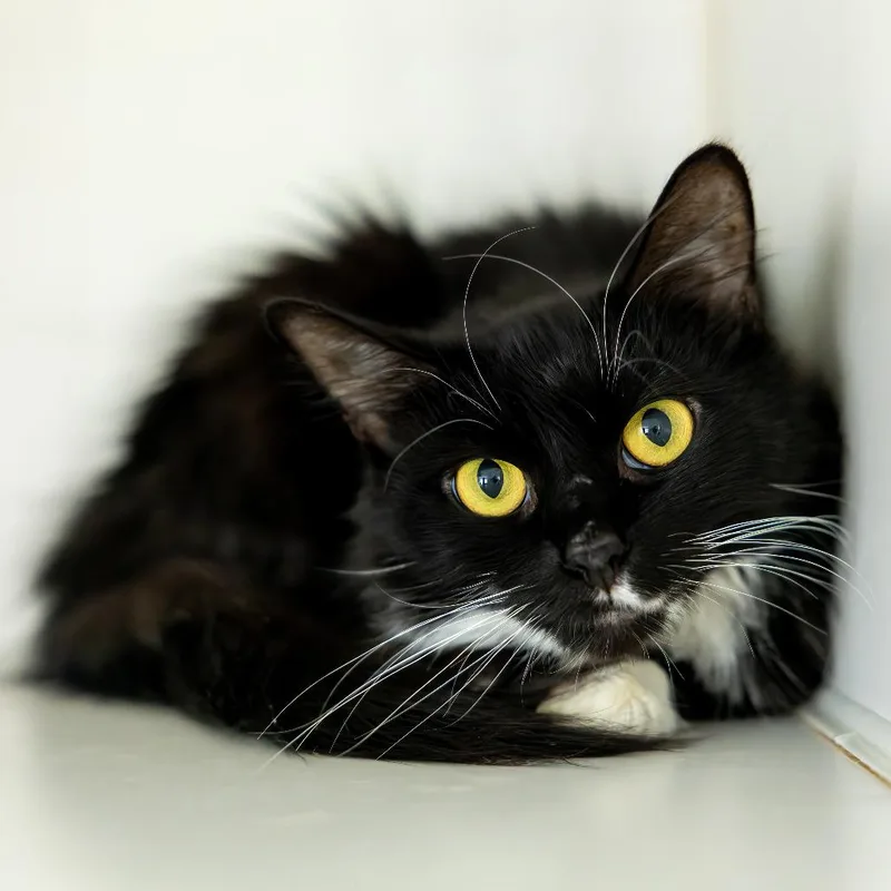 An adult small-sized female Black Domestic Medium Hair cat named Edie for adoption in Durham, NC