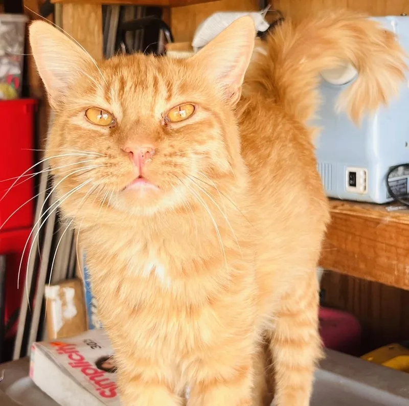 A young medium-sized male Tabby (Orange / Red) Tabby cat named Frienditocheeto for adoption in North Highlands, CA