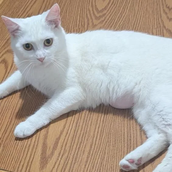 A young small-sized female White Domestic Short Hair cat named Sugar for adoption in Carmel, IN