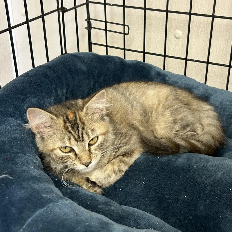 A baby medium-sized female Dilute Tortoiseshell Domestic Medium Hair cat named Bellatrix and Lolita for adoption in Charles City, VA