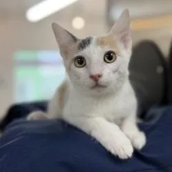 A baby small-sized female Calico Domestic Short Hair cat named Cream Cheese Rangoon for adoption in Bullhead City, AZ