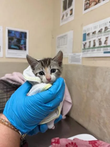 A baby small-sized female Domestic Short Hair cat named Leila for adoption in Honolulu, HI
