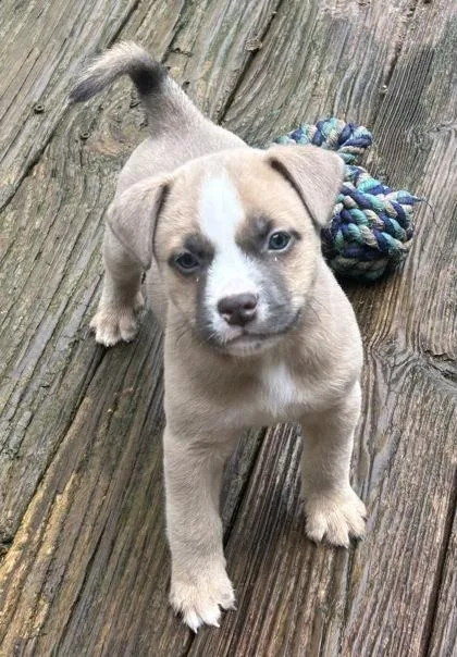 A baby medium-sized male Mixed Breed dog named Weston for adoption in Cumming, GA