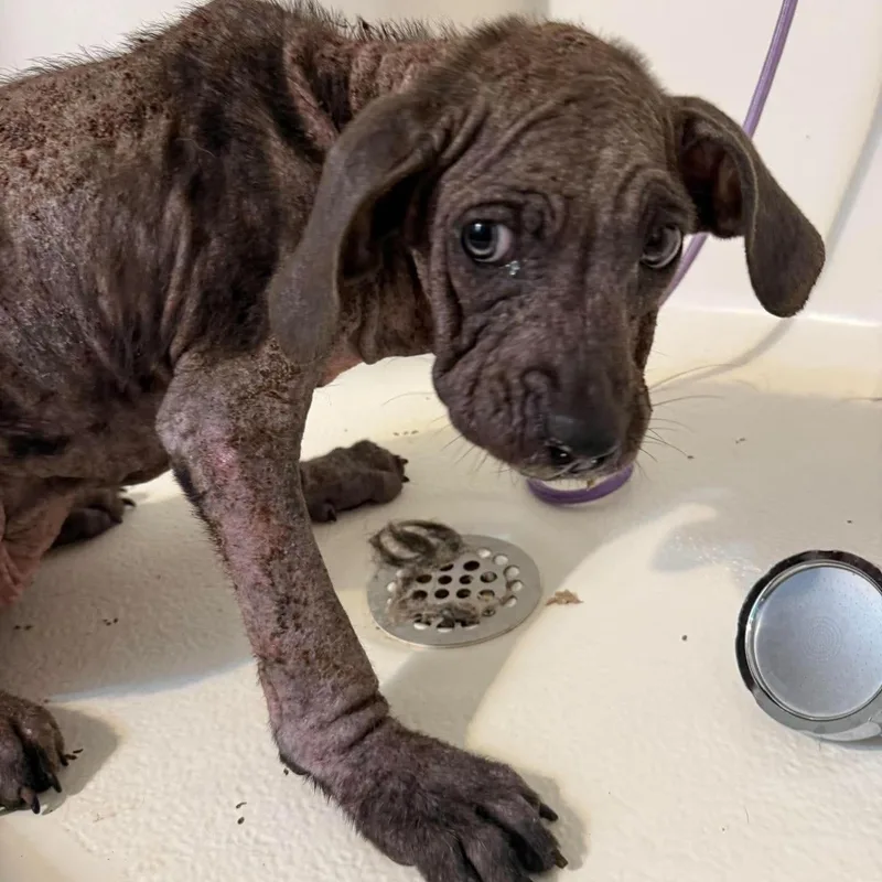 A baby large-sized female Gray / Blue / Silver Cane Corso dog named Faye for adoption in Columbia, SC
