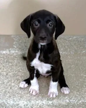 A baby medium-sized female Labrador Retriever dog named Doggy Parton for adoption in Washington, DC
