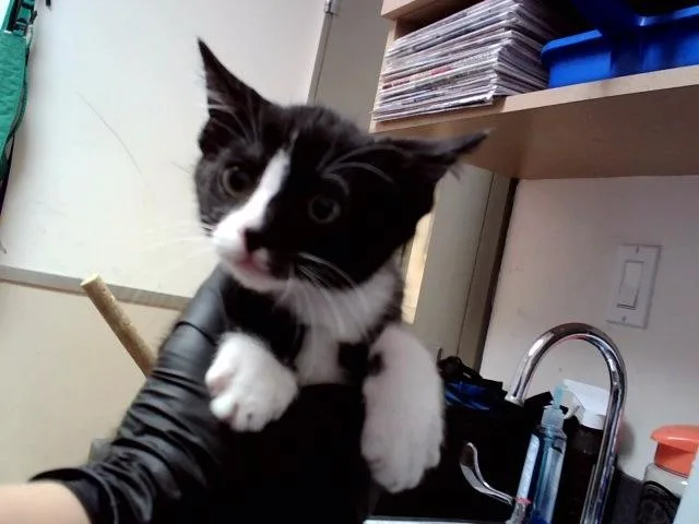 A baby small-sized male Domestic Short Hair cat named Figaro for adoption in Martinez, CA