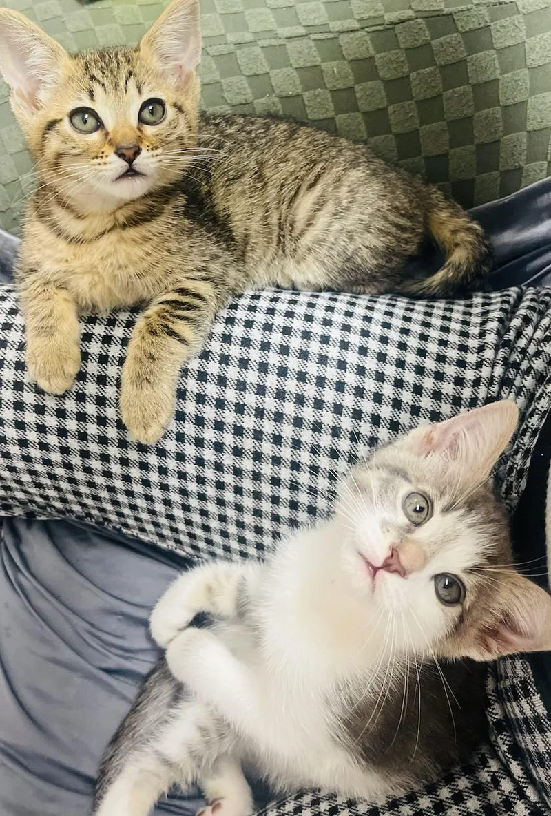 Tbird And Sandy thumbnail 2