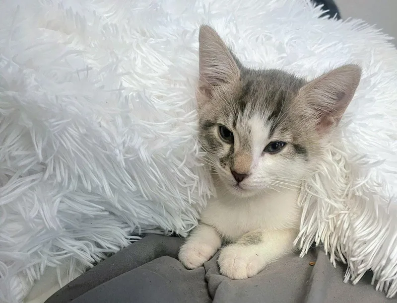 Tbird And Sandy thumbnail 3