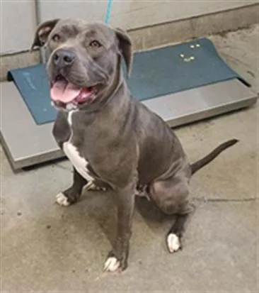A young large-sized female Pit Bull Terrier dog named Astra for adoption in Camarillo, CA