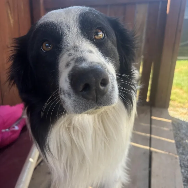 An adult small-sized male Black Australian Shepherd dog named Gucci for adoption in Huntsville, AL