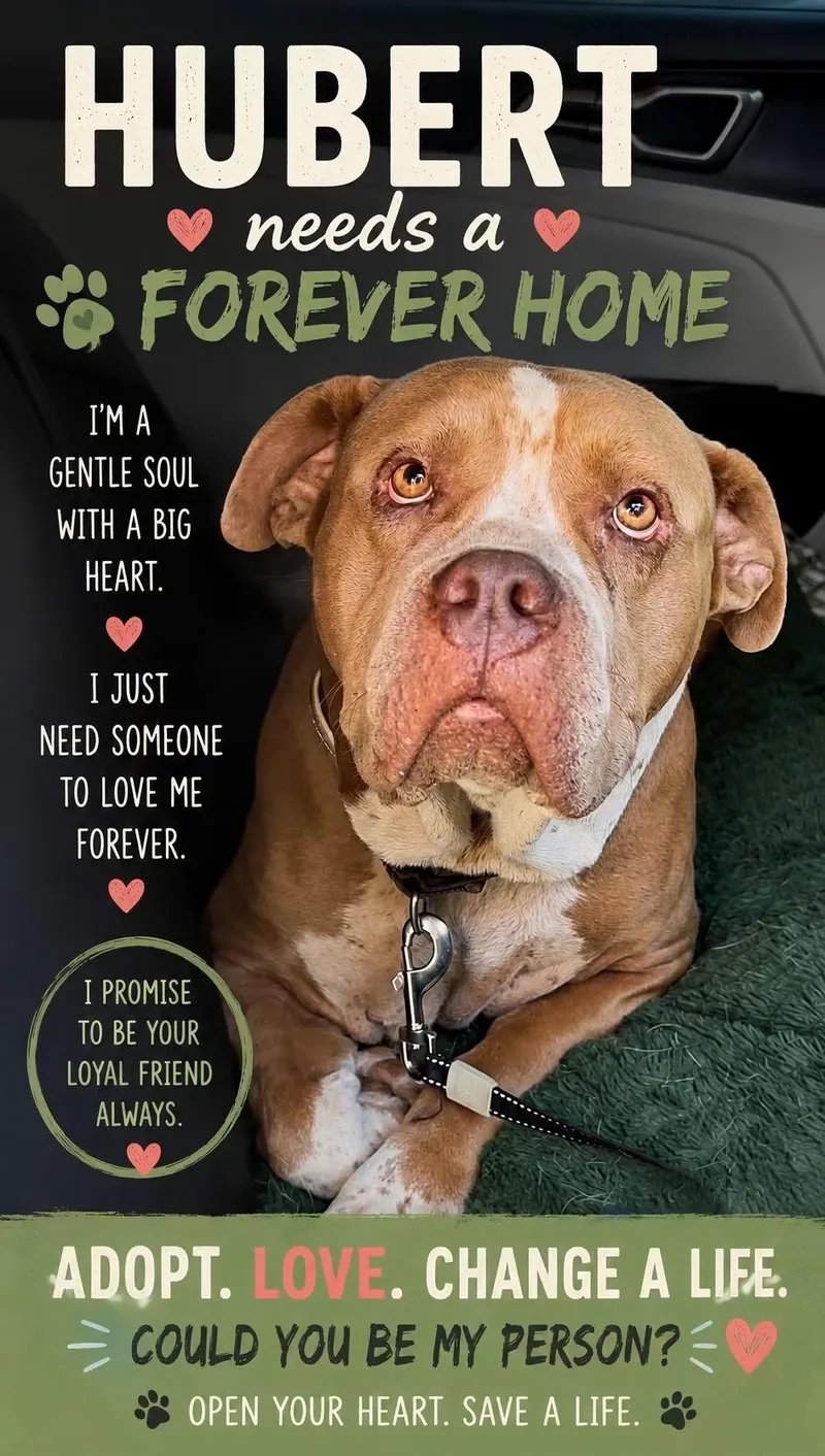 An adult large-sized male American Bully dog named Hubert for adoption in Tyler, TX