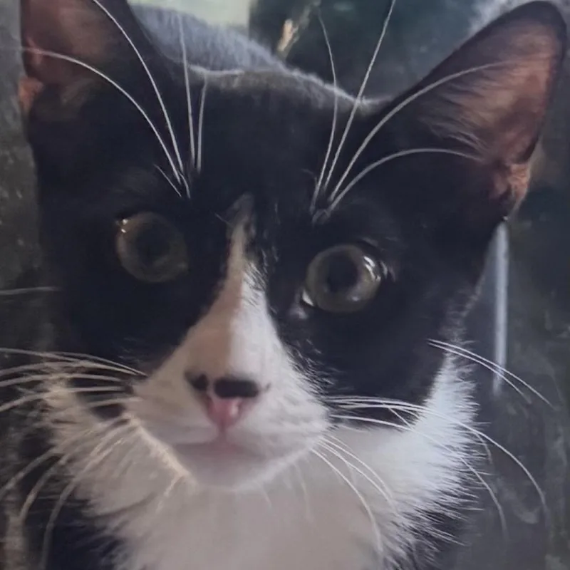 A baby small-sized female Black Domestic Short Hair cat named Rosie for adoption in Long Beach, CA
