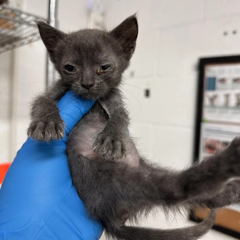 A baby small-sized female Gray / Blue / Silver Domestic Short Hair cat named Nutella for adoption in Edinburg, TX