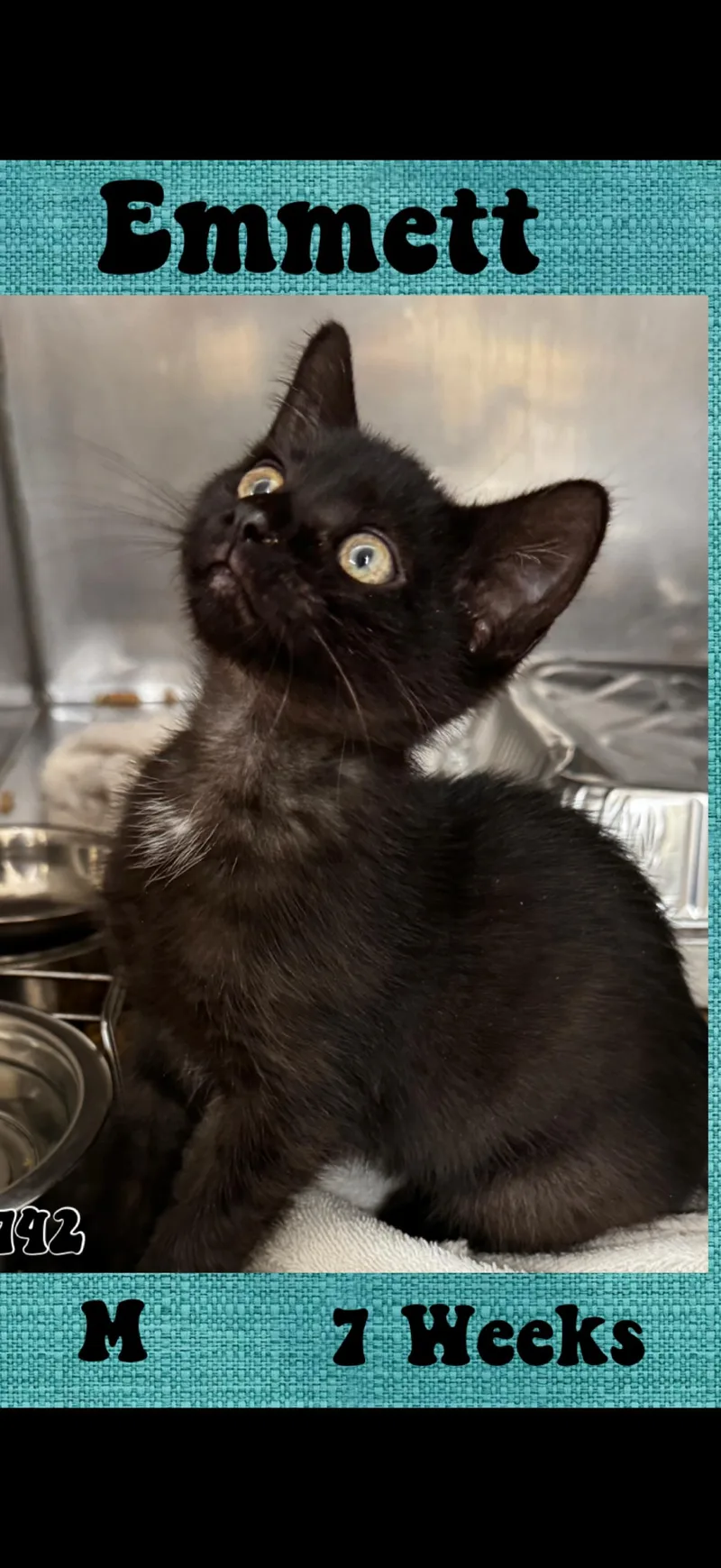 A baby medium-sized male Black American Shorthair cat named Emmett for adoption in Marvin, NC