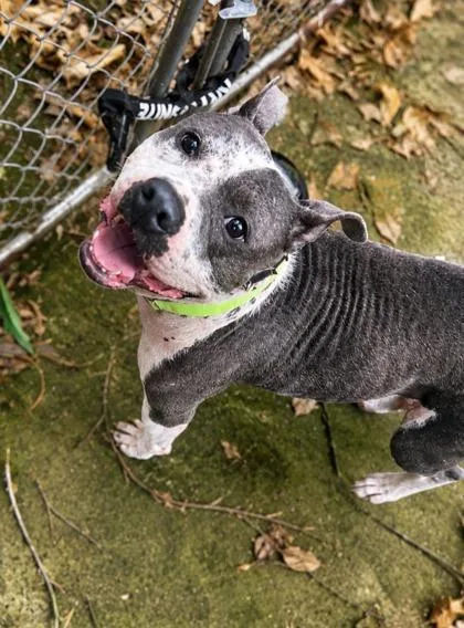 An adult large-sized male Pit Bull Terrier dog named Bombay for adoption in Atlanta, GA