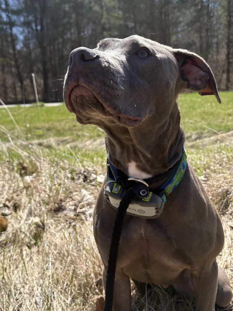 A young medium-sized male Gray / Blue / Silver Pit Bull Terrier dog named Cori for adoption in Attica, MI