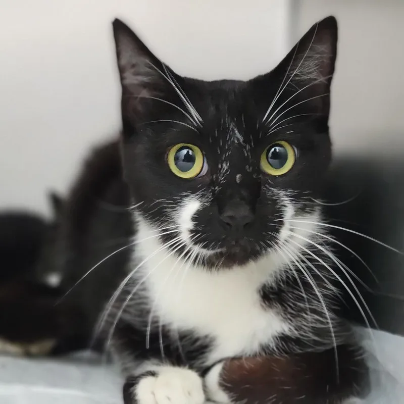 A young medium-sized female Black Domestic Short Hair cat named Christine for adoption in Sarasota, FL