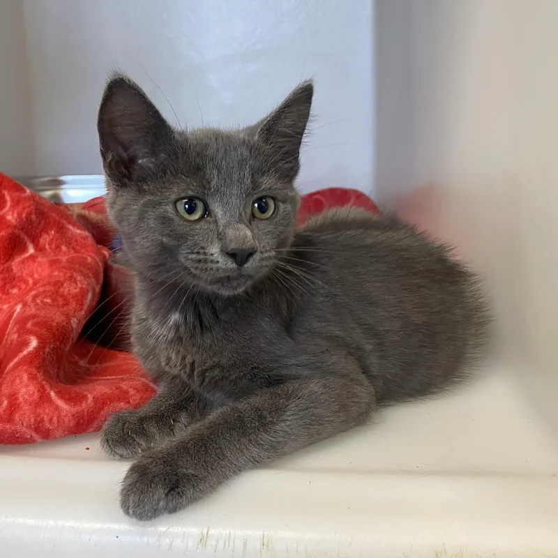 A baby small-sized male Gray / Blue / Silver Domestic Short Hair cat named Jelly Belly for adoption in King George, VA