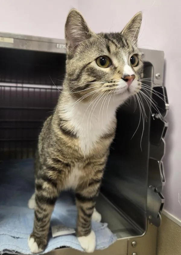 A young medium-sized male Domestic Short Hair cat named Troubadour for adoption in Vancouver, WA