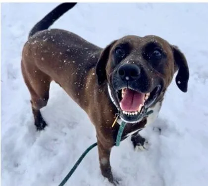 An adult medium-sized male Coonhound dog named Roscoe for adoption in Shawano, WI