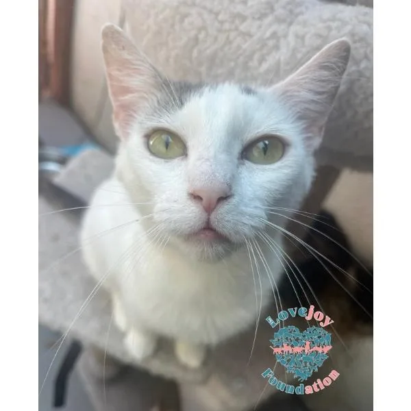 A young medium-sized female White Domestic Short Hair cat named Snowball for adoption in Inglewood, CA