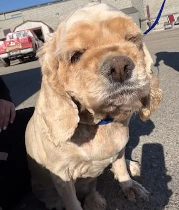A senior medium-sized female Cocker Spaniel dog named Snuffles for adoption in Parker, CO